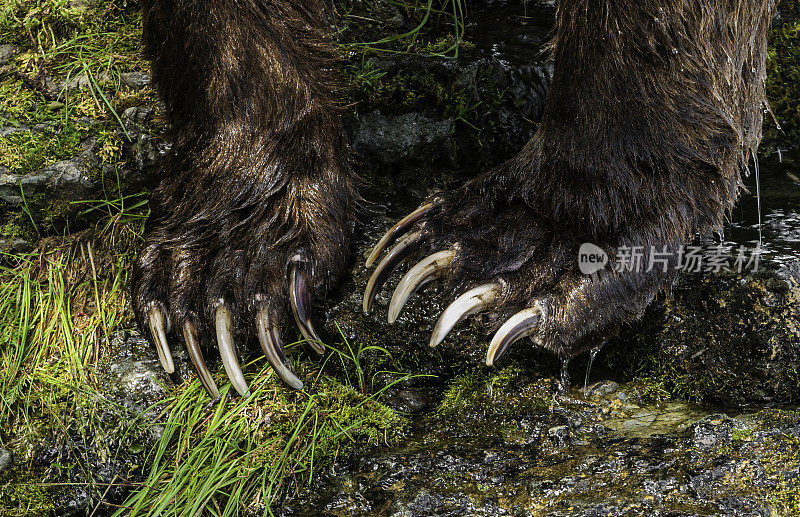 阿拉斯加棕熊的爪子，熊的arctos，捕鱼红鲑鱼，Oncorhynchus nerka，布鲁克斯河和瀑布，卡特迈国家公园，阿拉斯加。特写熊的前腿上的爪子。